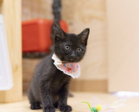 元気で懐こい　つむぎちゃん♪