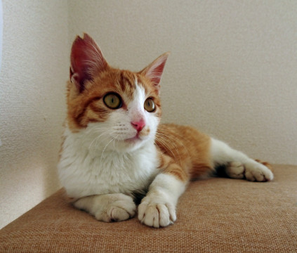 ずっとの家族を探してます！にゃん太くん