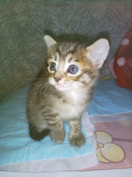 生後1カ月！美猫！人大好き！キジトラ♀