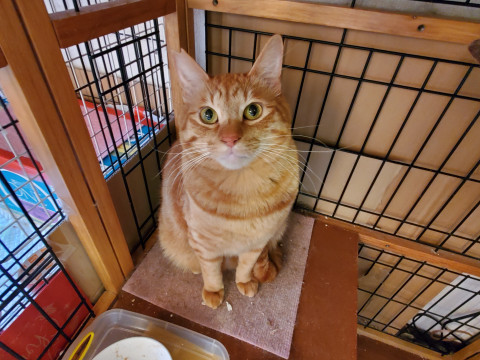 ハイトーンボイスのビッグボーイ