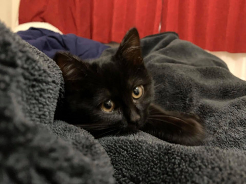 甘えんぼでふわふわ黒猫の女の子