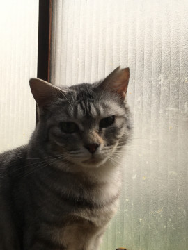 5才ぐらいの落ち着いた猫です！
