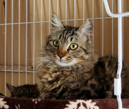 スリスリ懐こくおとなしい　コタロー