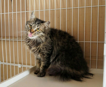 おとなしくてとても懐こい　蒼太