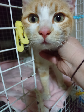 人馴れしているチャシロの男の子