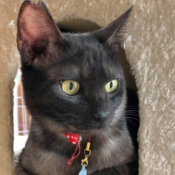 多頭崩壊からレスキュー★珍しい毛色の魁。