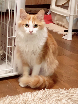 長毛美形の茶白猫ちゃん