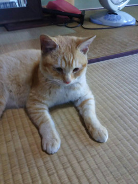 オスの子猫くん