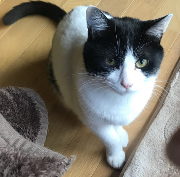 多頭飼育崩壊現場からレスキューハチワレ♂