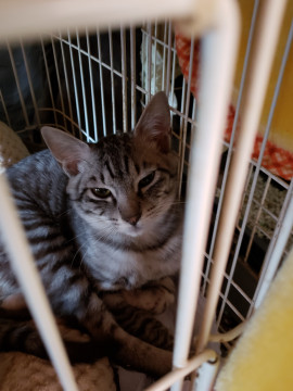 お外から保護、人馴れ途中の銀次君