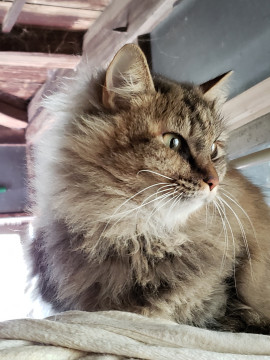 お外から保護、ふわふわなキジトラ女子