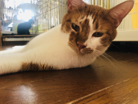 可愛い茶トラ