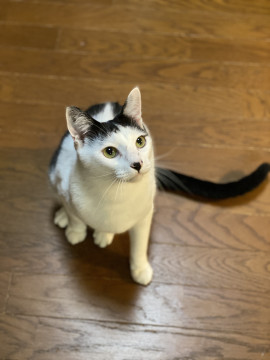 里親様が決定致しました