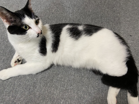 人懐っこい甘えん坊さん