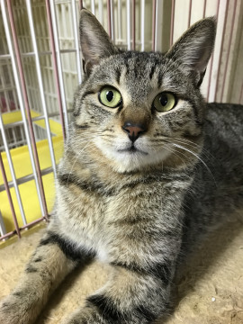 抱っこ大好きスリスリゴロゴロのテオくん