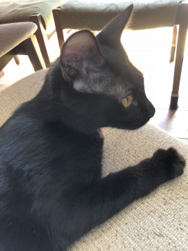 凛々しい顔の男の子。