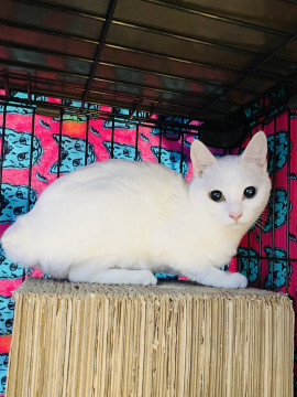 多頭崩壊レスキューの可愛い白猫♂