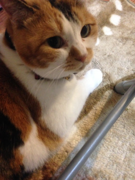 人懐こいメス猫ちゃんです