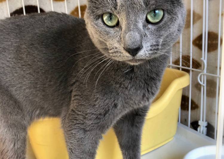 愛知県 ロシアンブルー男の子 猫の里親募集 ネコジルシ