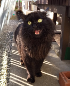 ゴロゴロ人が大好きな半長毛王子さま