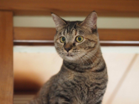 ムギワラの女の子