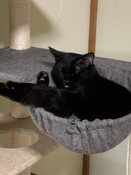 控え目な黒猫男子