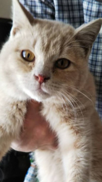 里親決定しました