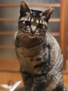 人懐っこく甘えん坊❗️福沢さん4号