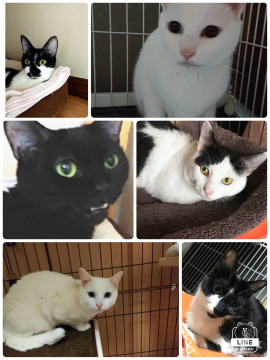 札幌多頭から臨時お見合い会4月5日