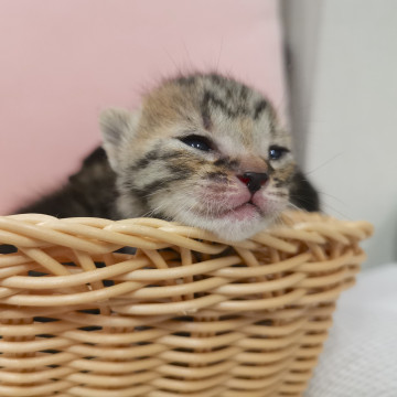 生後２週間☆４兄弟