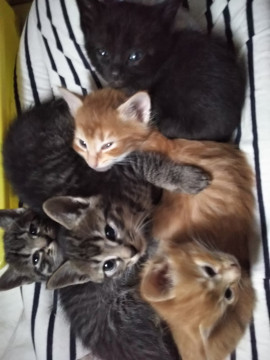 子猫達