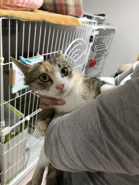 おとなしくて抱っこできる　みなみちゃん