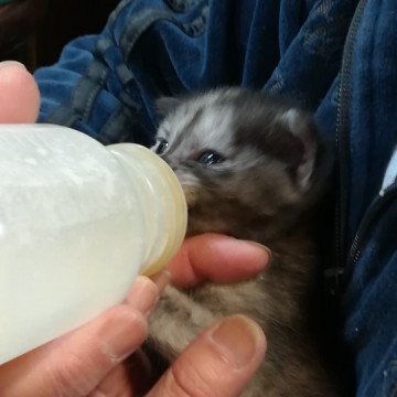 生後間もない子猫ちゃん♡