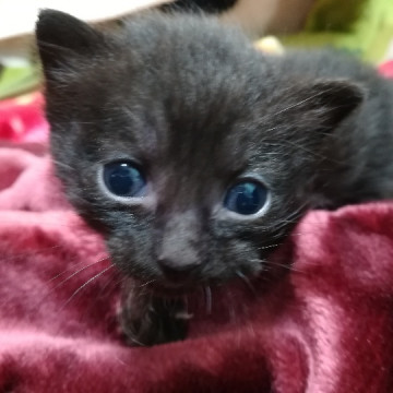 生後間もない子猫ちゃん♡