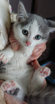 生後3ヶ月元気な仔猫ちゃん