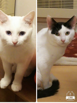 白い王子とモノトーン男子