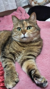 まる顔のふわふわ女子にゃん