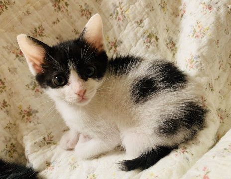 可愛い５匹兄弟