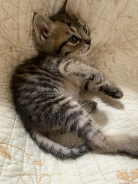 可愛い５匹兄弟