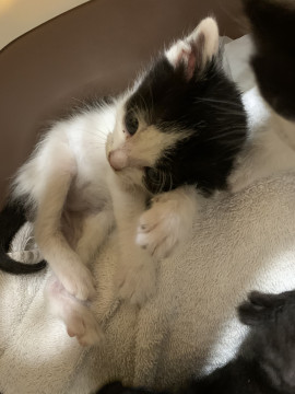 可愛い５匹兄弟