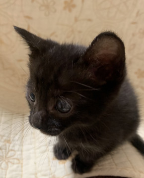 ぬいぐるみみたいに可愛い男の子