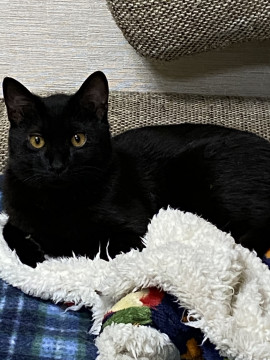 人懐っこい黒猫くん