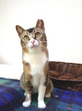 一緒に遊んで欲しいにゃ♪