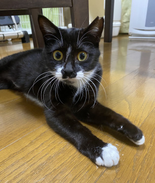 ベタなれの女の子です