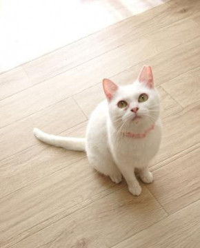 スリゴロ白猫さん♪ずっとのお家探してます