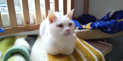 穏やかな　白猫ちゃん