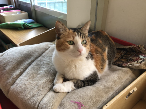 おしゃれな　三毛猫ちゃん