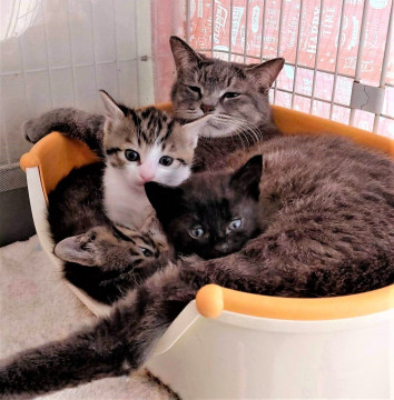 子煩悩ママ猫とキジシロちゃん親子