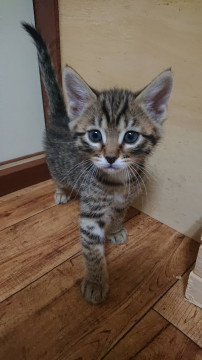 仔猫仲良し元気な６兄妹♪