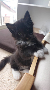 仔猫仲良し元気な６兄妹♪
